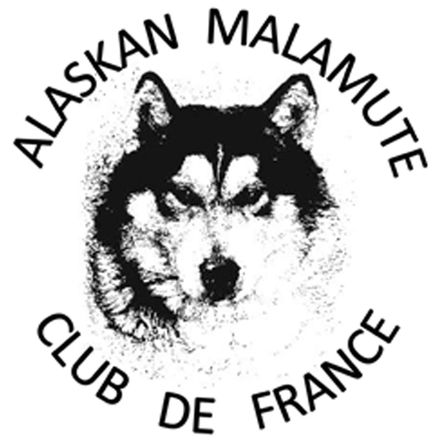 alaskan malamute club de france amcf