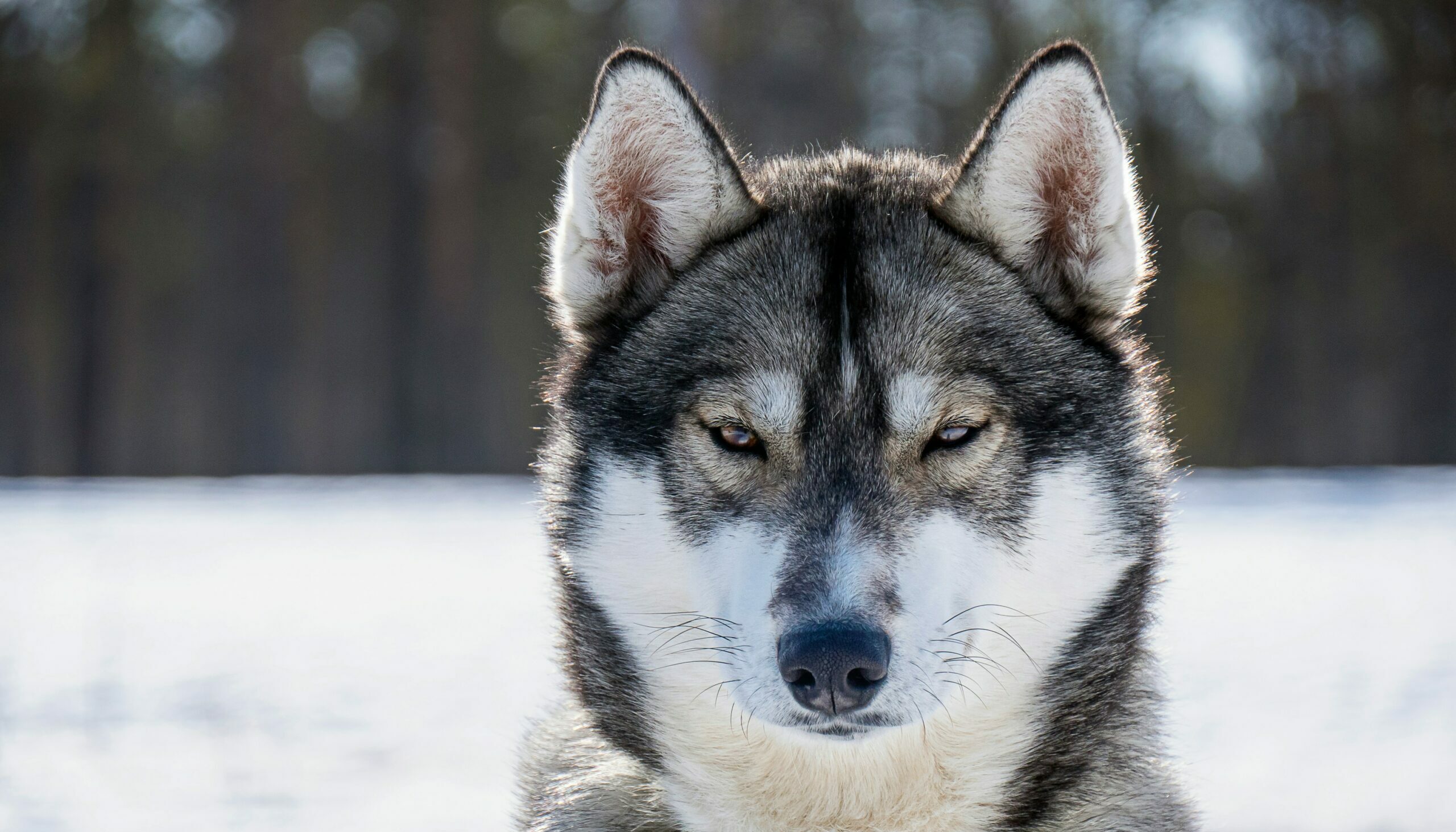 majkl velner 3mbbilbg iw unsplash