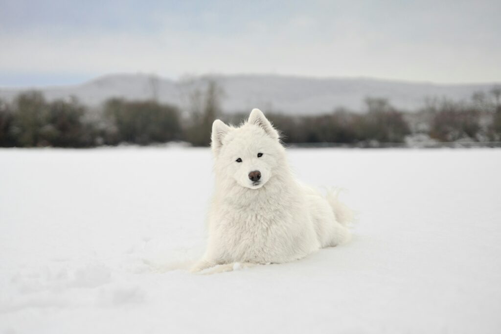 barcs tamas 0 gmhmuwcqo unsplash