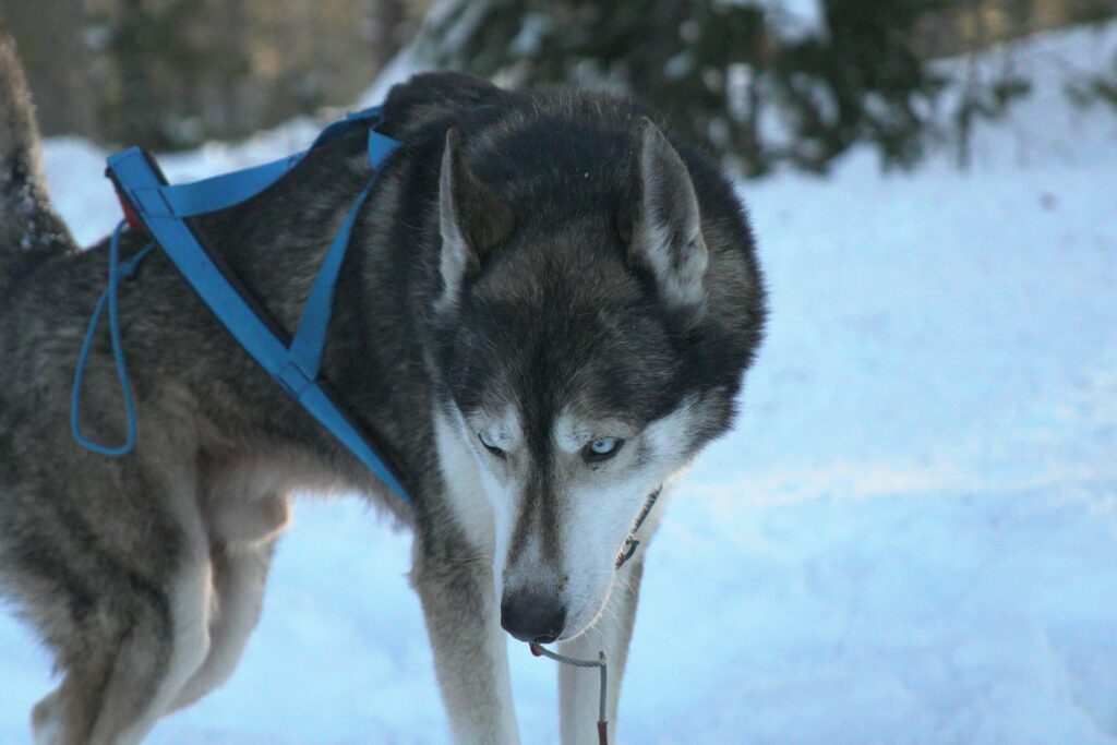fridi antrack nyrcv8elpng unsplash