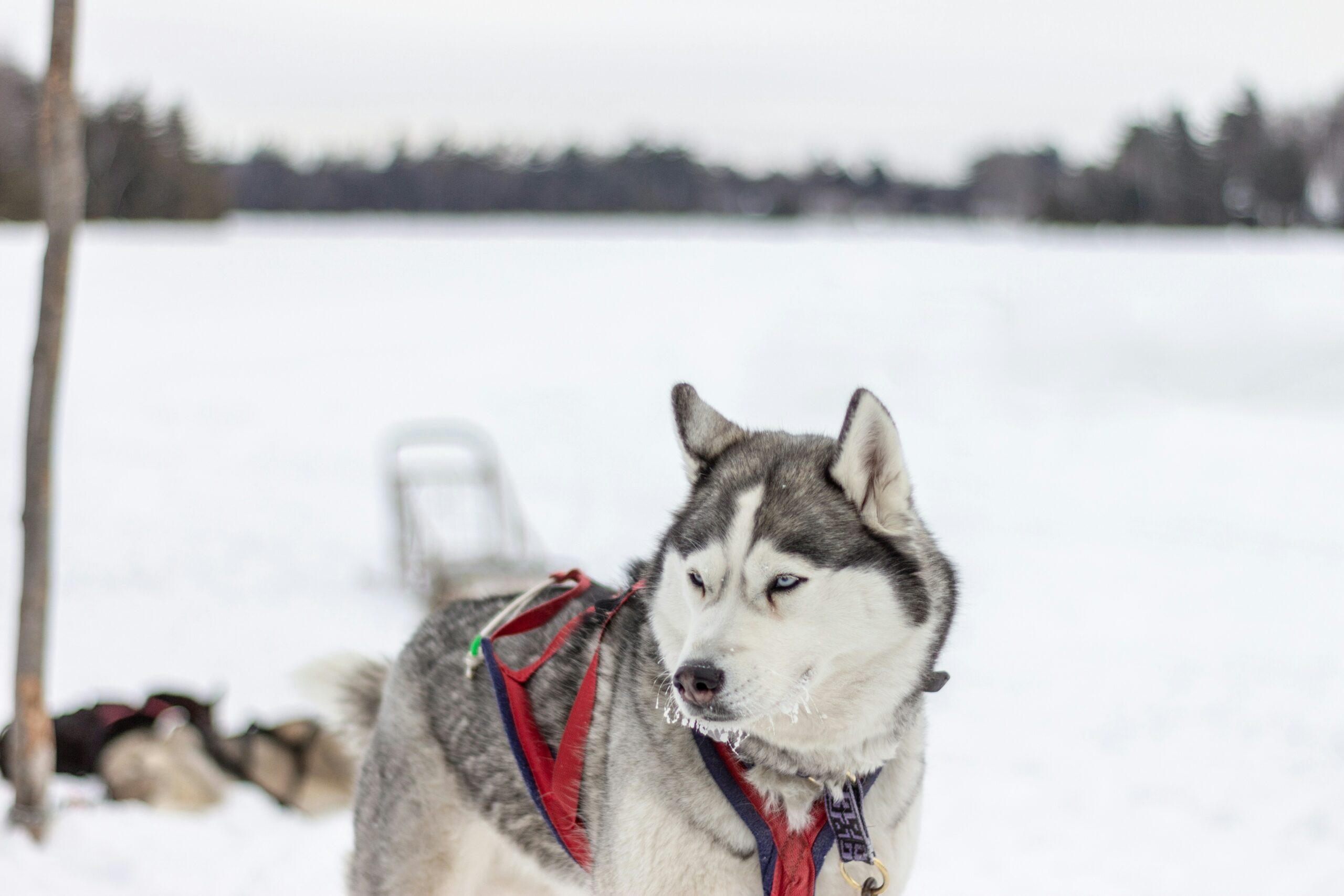 thomas lardeau tnr2amavela unsplash