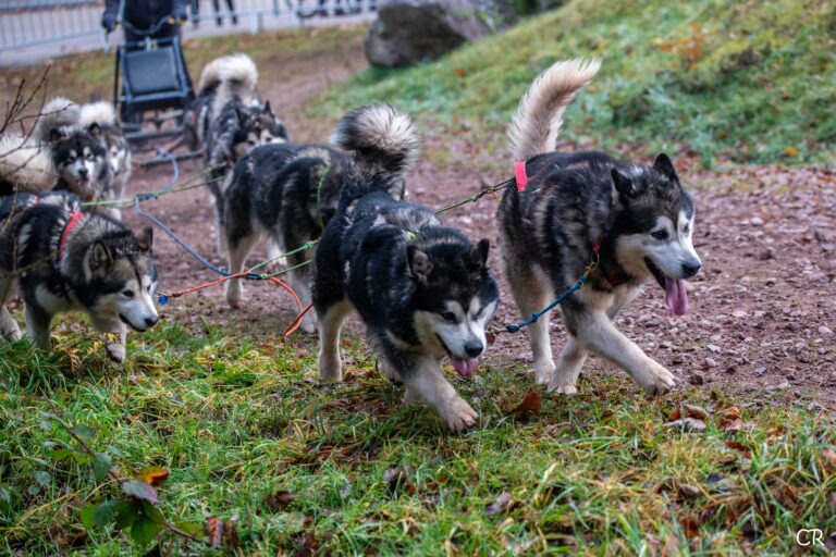 599594973 4355614618093293 5361267483754176940 n