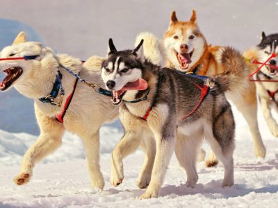 img 3590 (1) img 3590 (1)