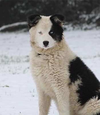 laika laika