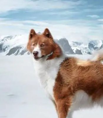 eskimo eskimo